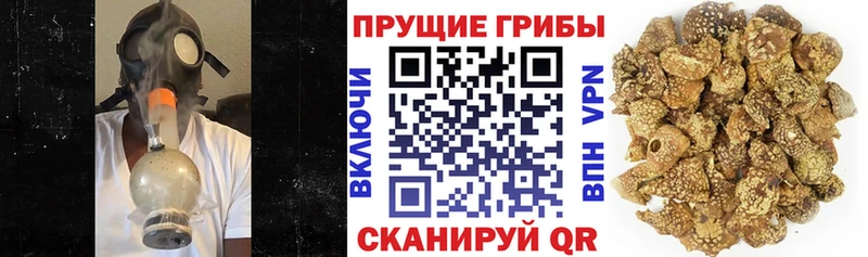 Галлюциногенные грибы прущие грибы  Кохма 